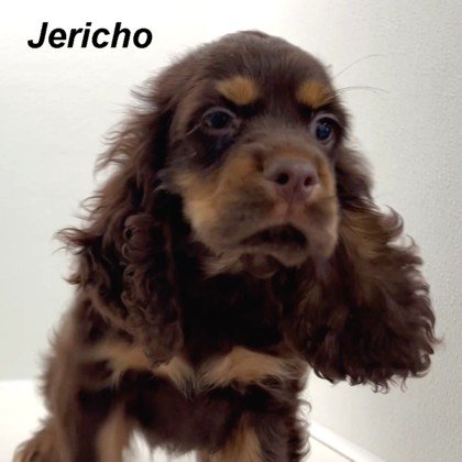 puppy, for, sale, Cocker Spaniel, Joe & Cherri  Overlease, dog, breeder, Miller, MO, dog-breeder, puppy-for-sale, forsale, nearby, find, puppyfind, locator, puppylocator, aca